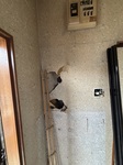 IMG_1245.jpeg